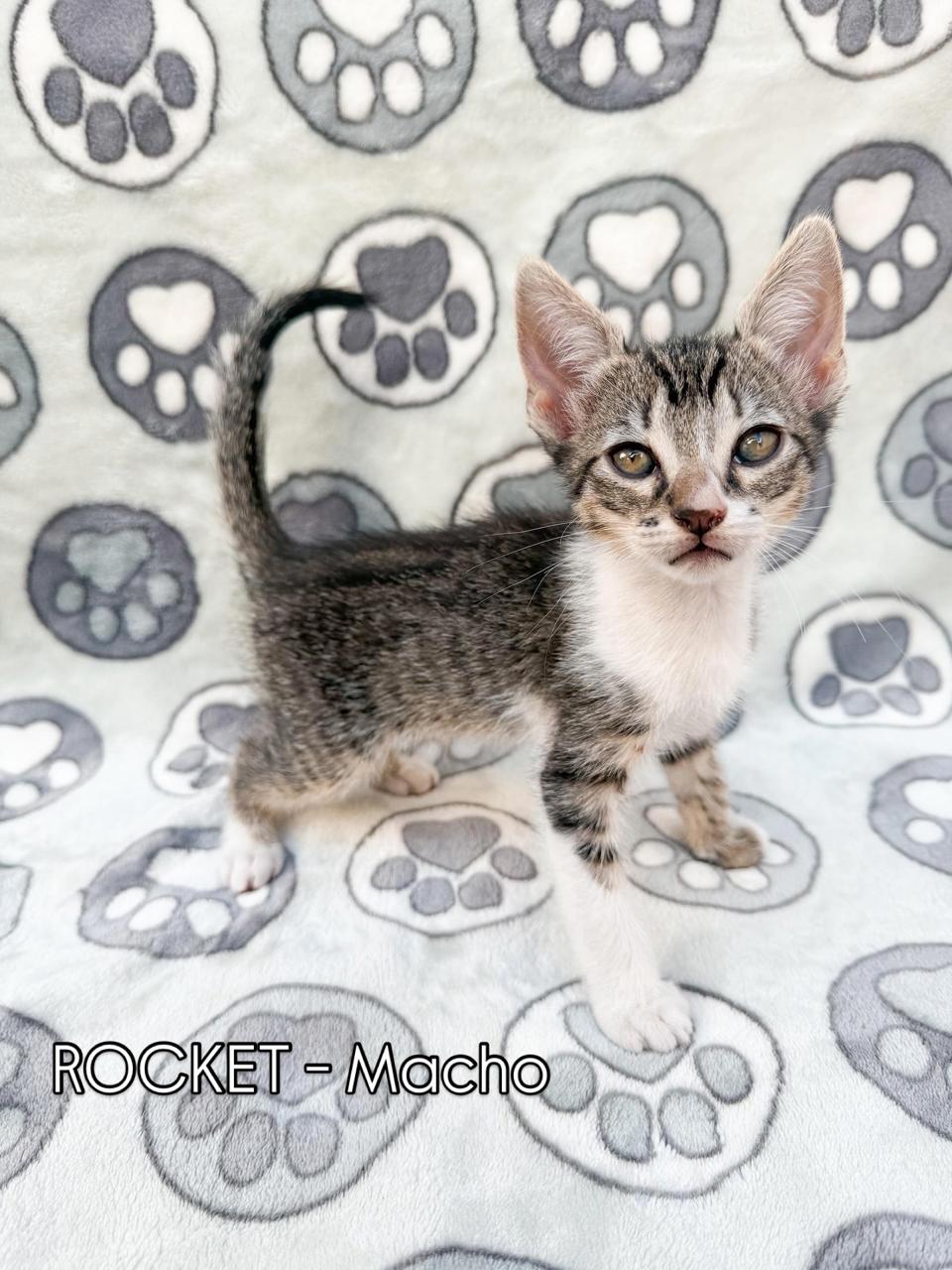 Gato ROCKET en adopción