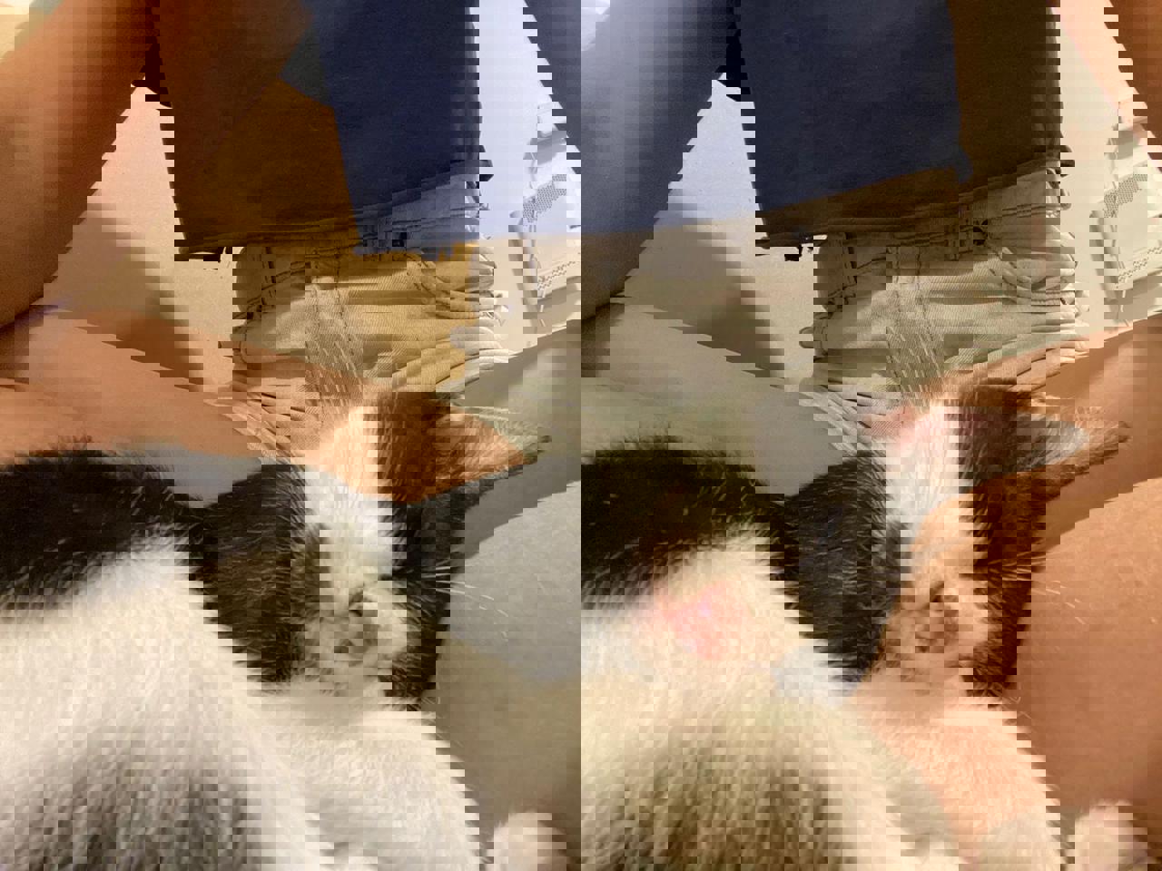 Gato Batman en adopción