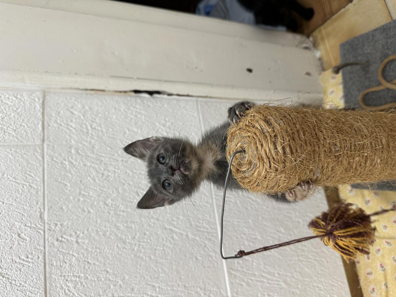 Gato Nancy  en adopción