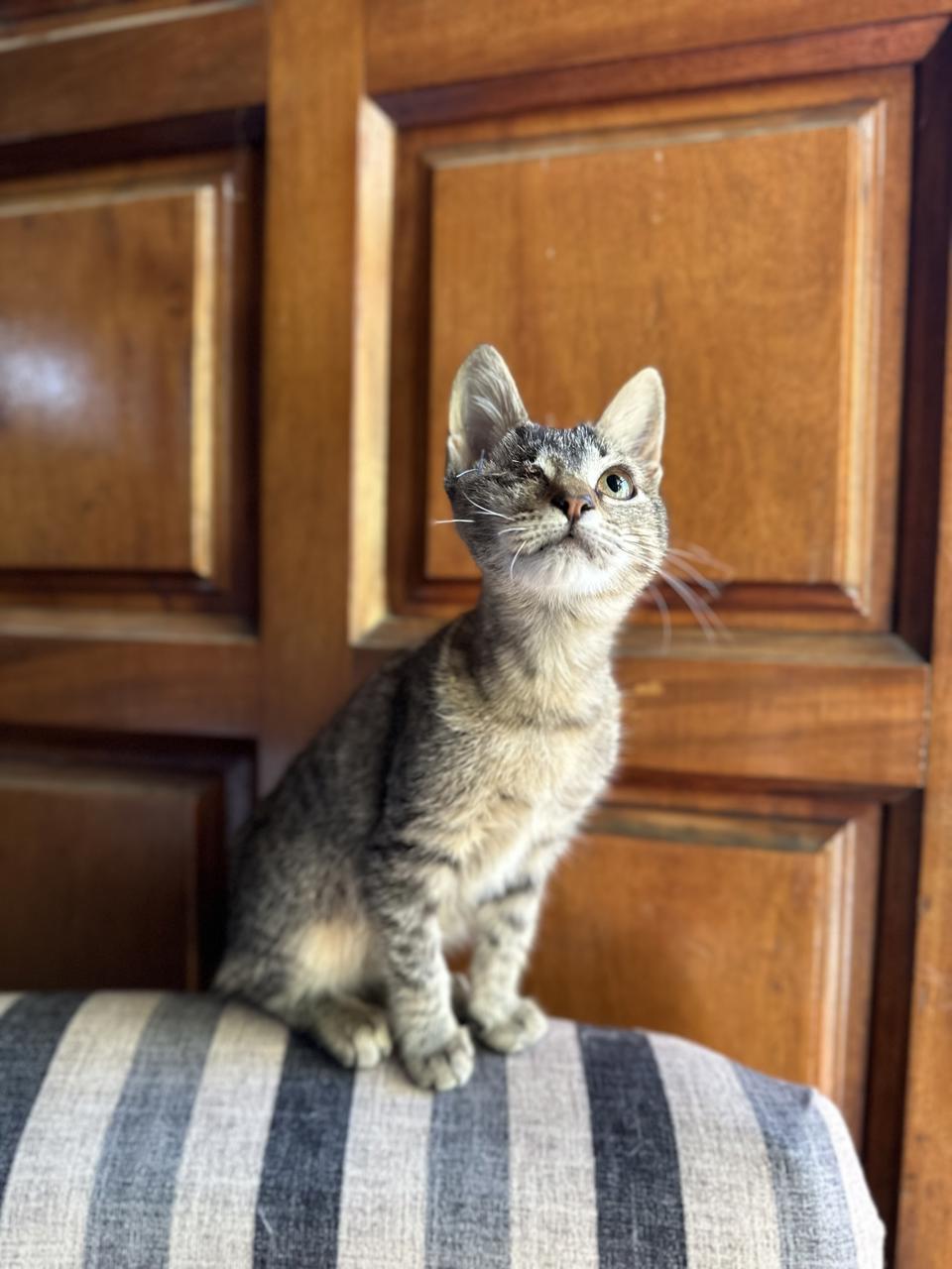 Gato Pucca en adopción