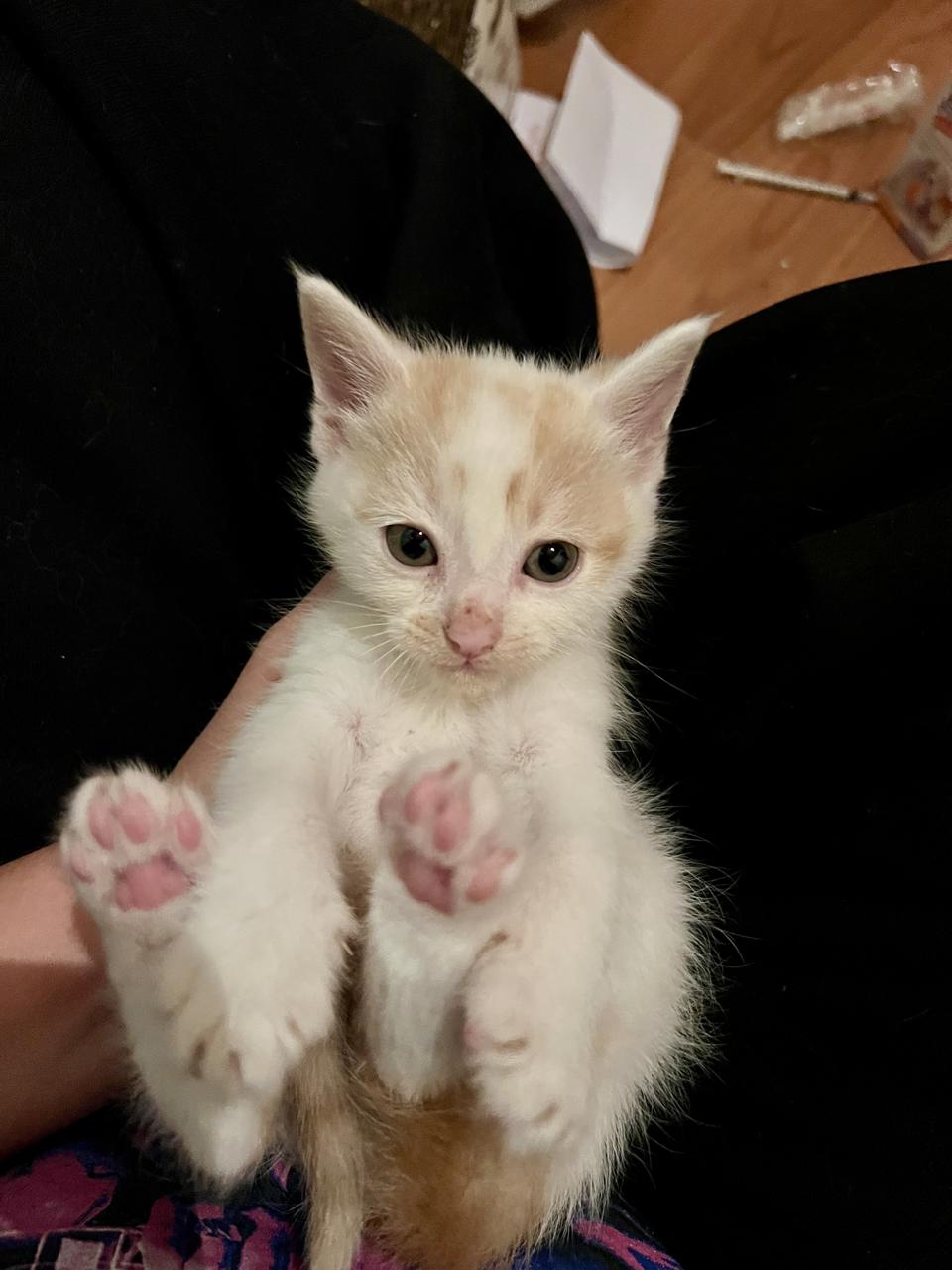 Gato BECKETT en adopción