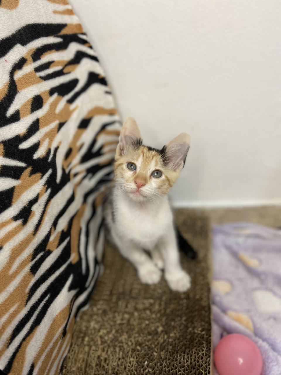 Gato AYLIN en adopción
