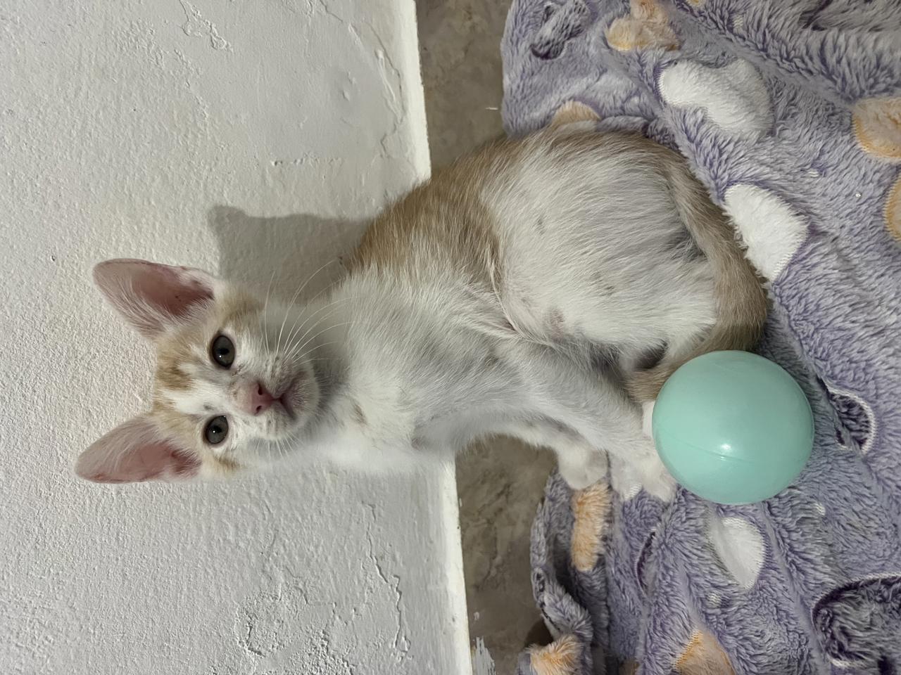 Gato ATLAS en adopción