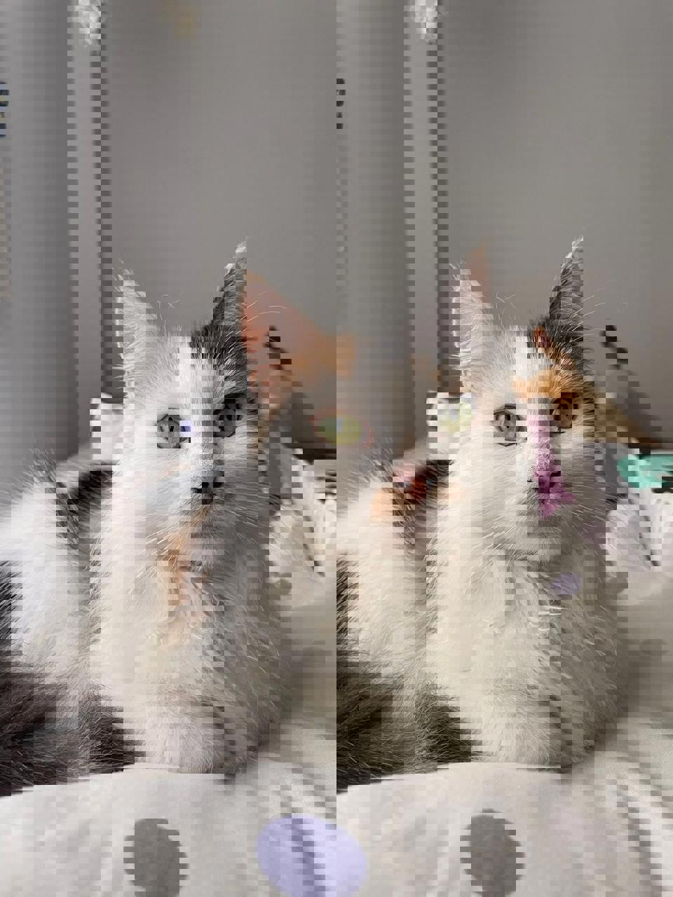 Gato MIEL en adopción