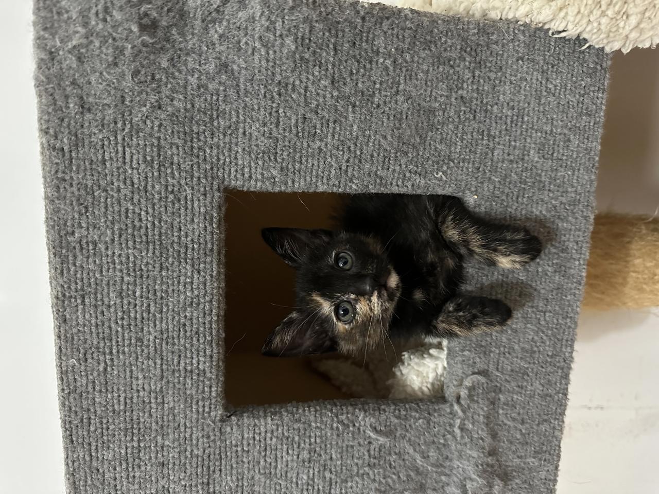 Gato YANG en adopción