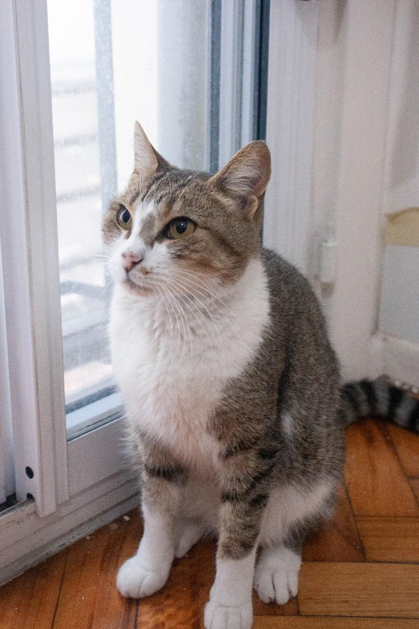 Gato MIMI en adopción