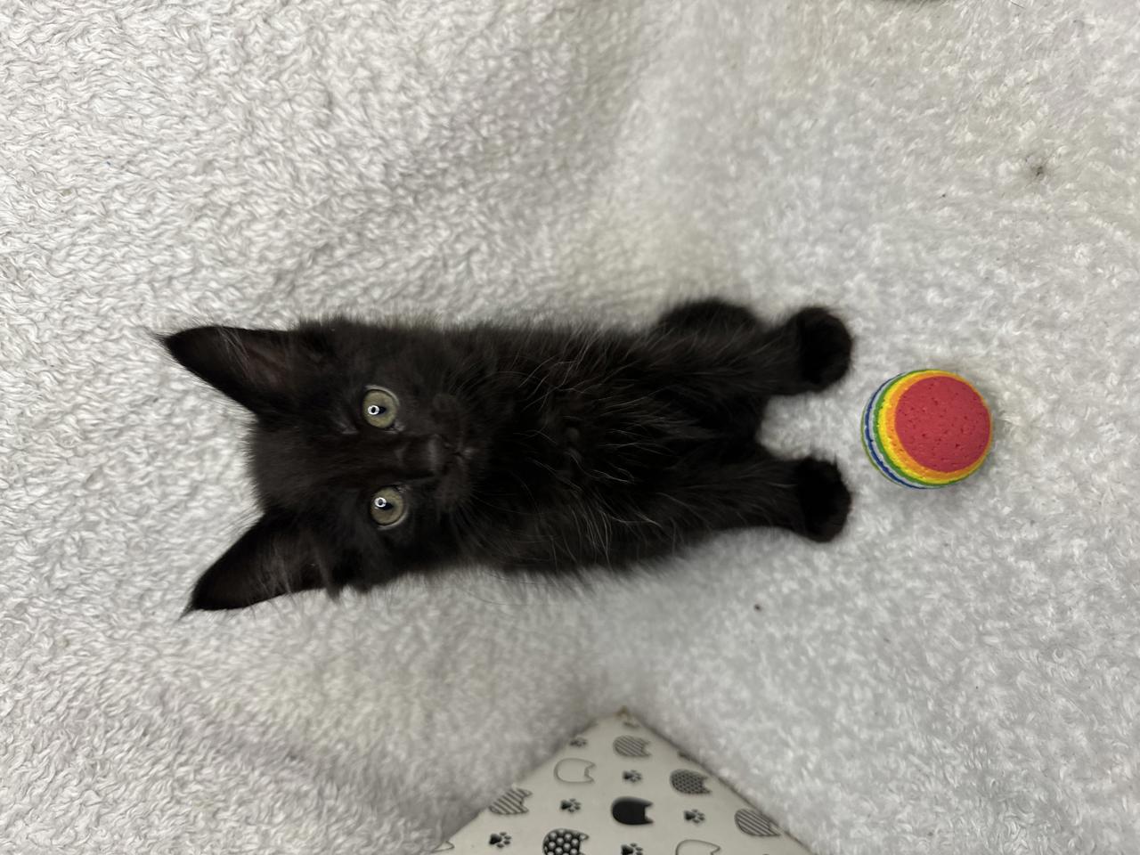 Gato BAILEY en adopción