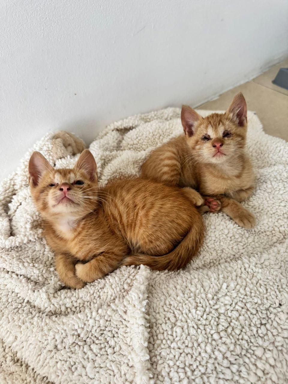 Gato ZEKE Y LUTHER en adopción