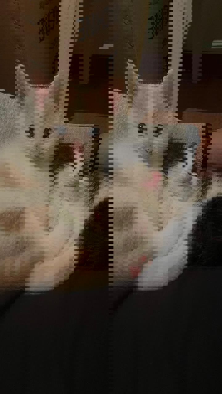 Gato BECKETT en adopción
