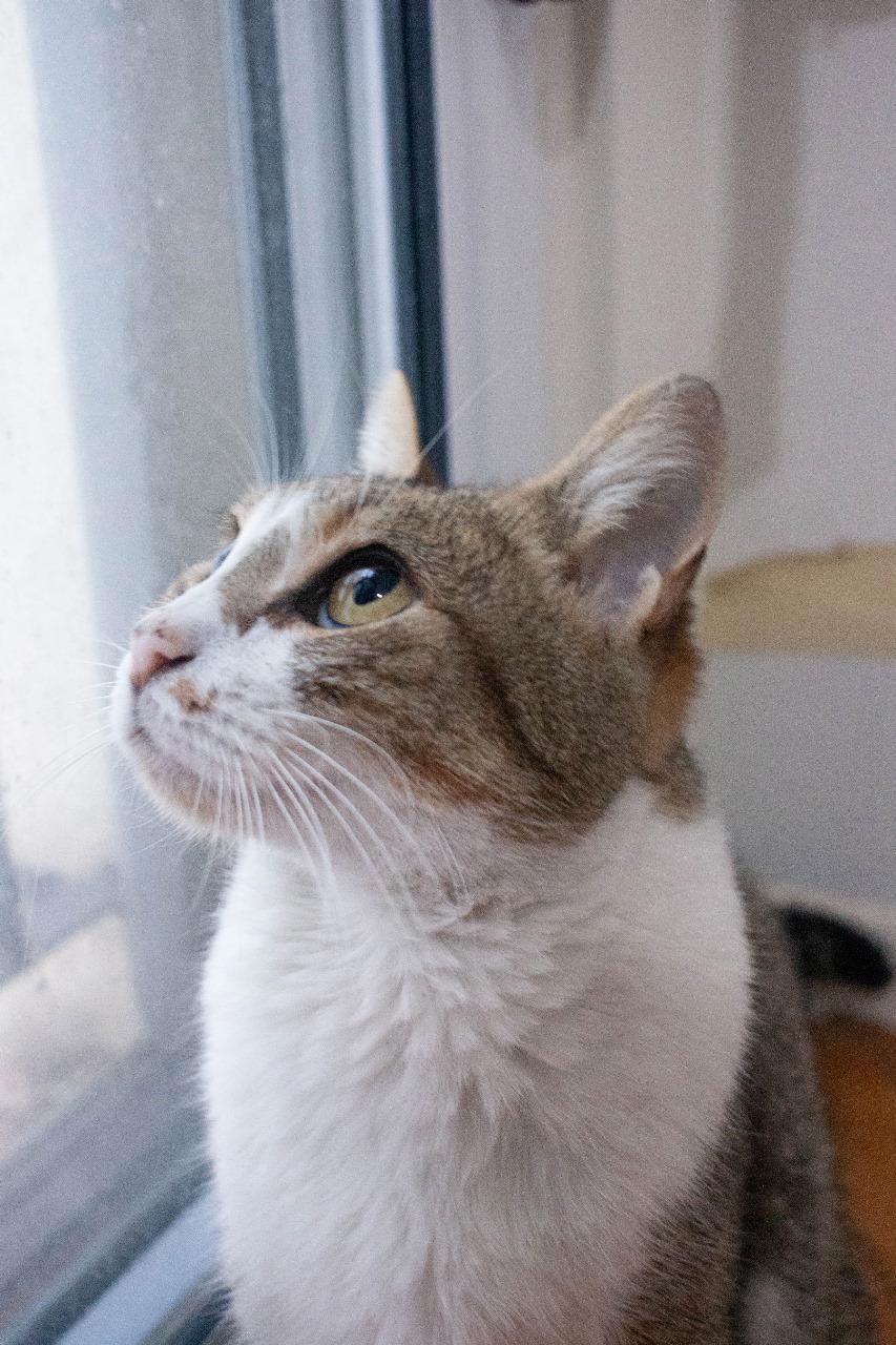 Gato MIMI en adopción