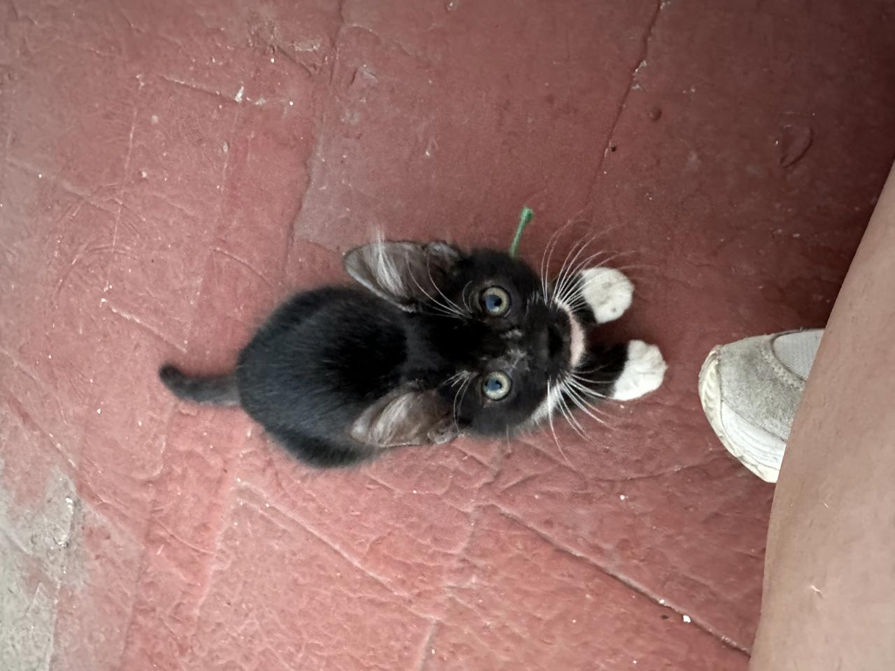 Gato CARONTE  en adopción