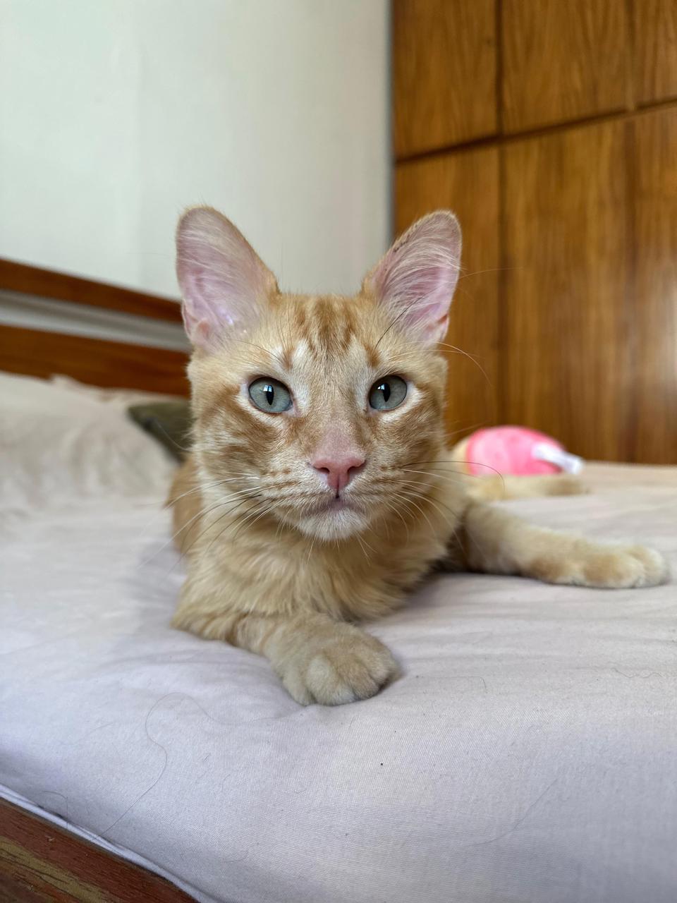 Gato CURRY en adopción