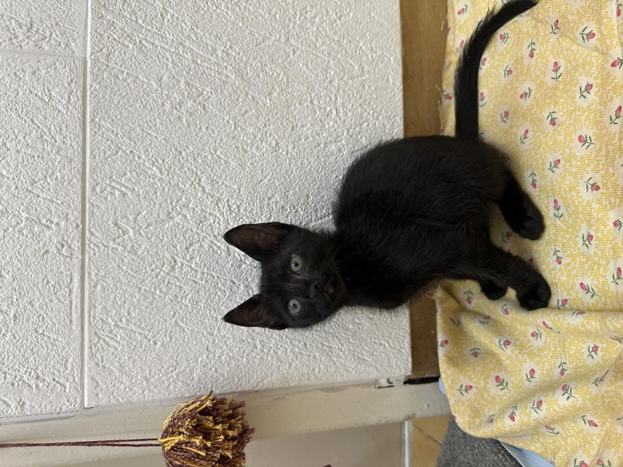 Gato Lucas en adopción