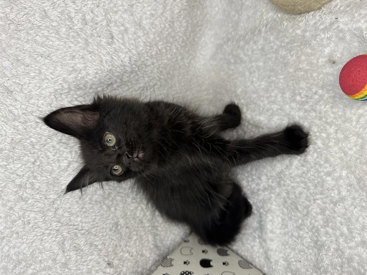 Gato IZZIE en adopción