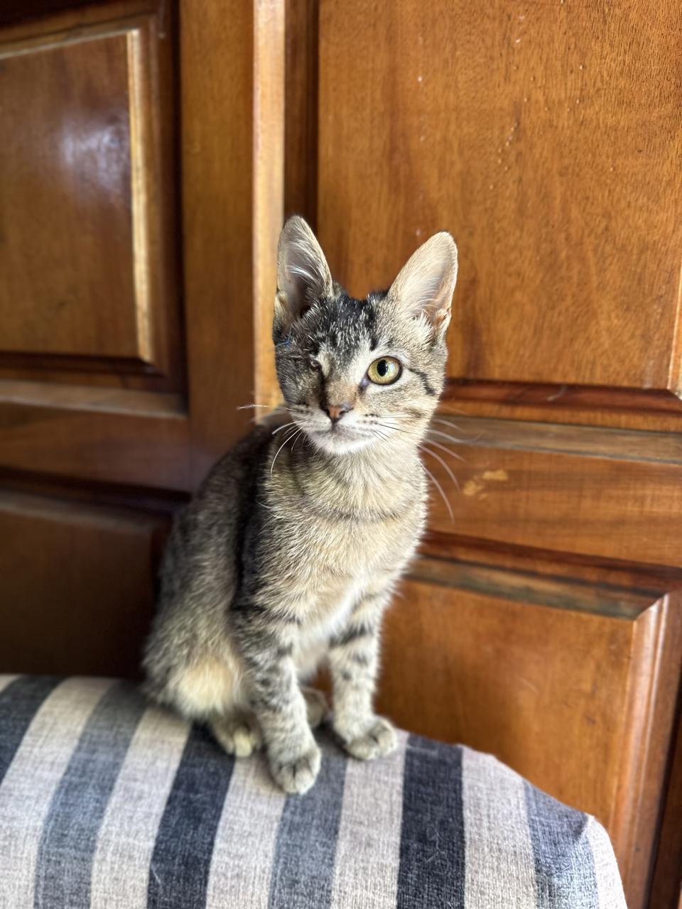Gato Pucca en adopción