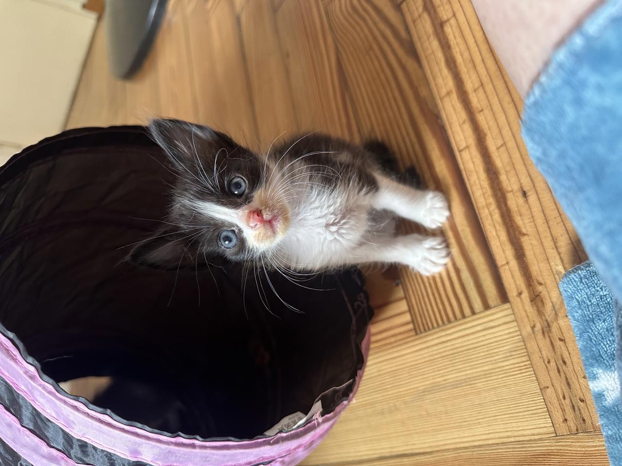 Gato LOAK  en adopción