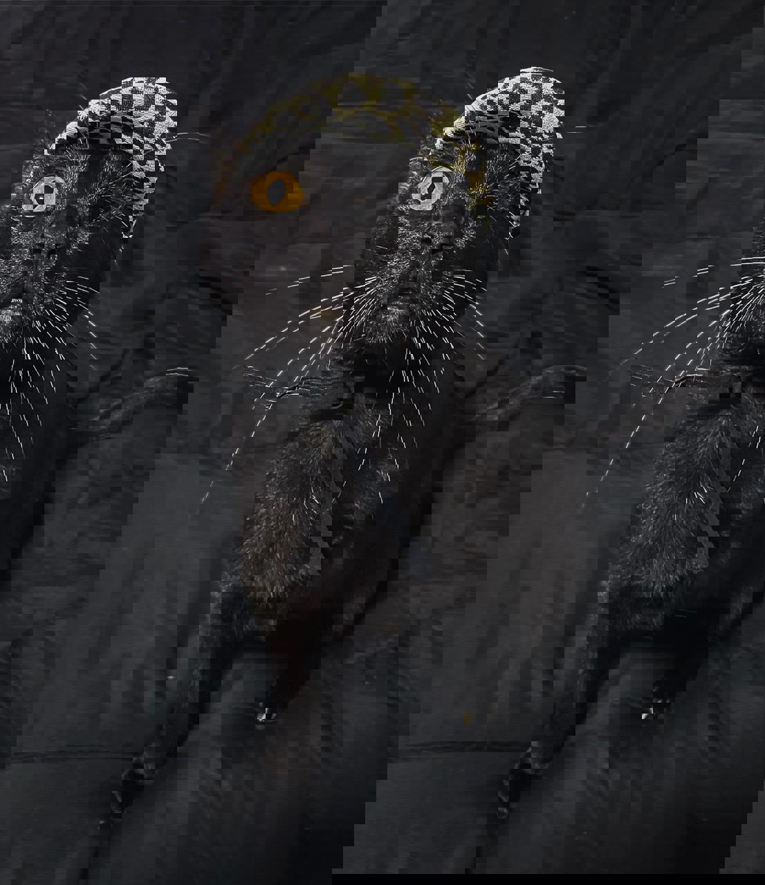 Gato PANTERA en adopción