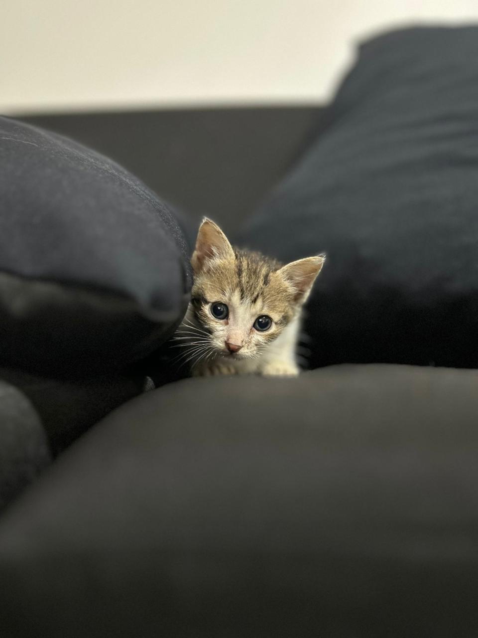 Gato Mimo  en adopción