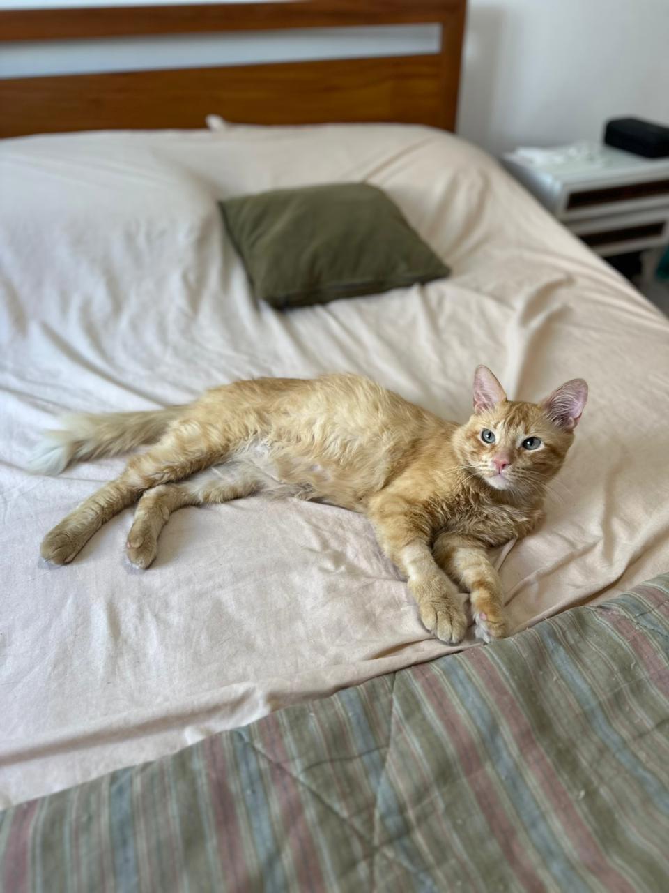 Gato CURRY en adopción