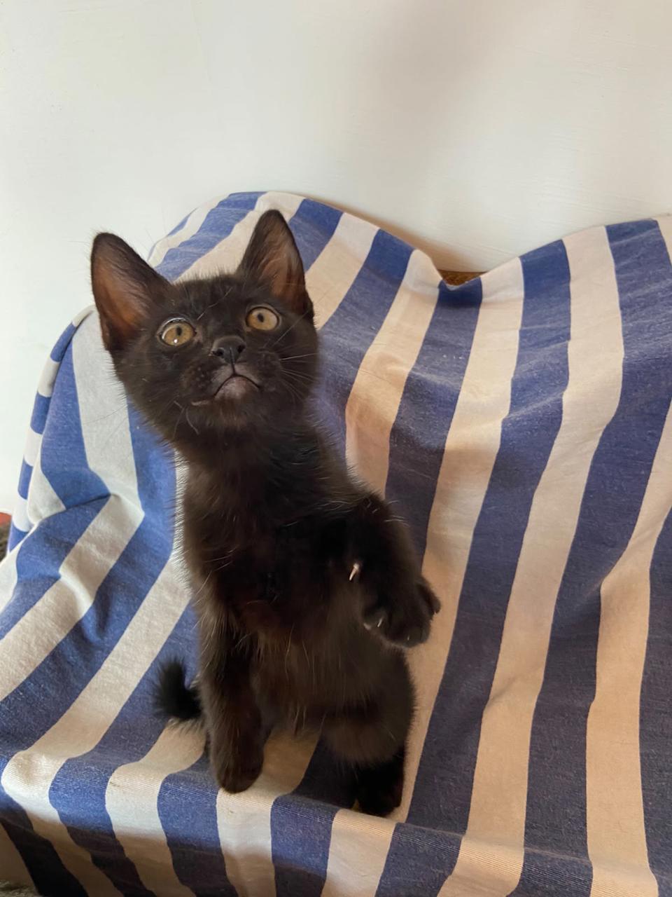 Gato BRUNHILDE  en adopción