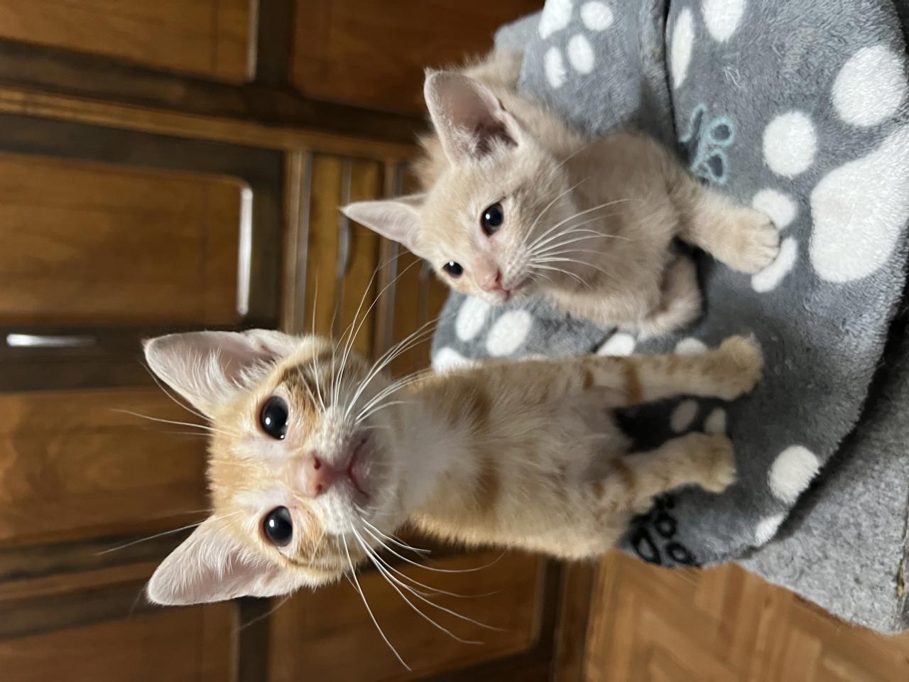 Gato ANNIE Y NICK en adopción