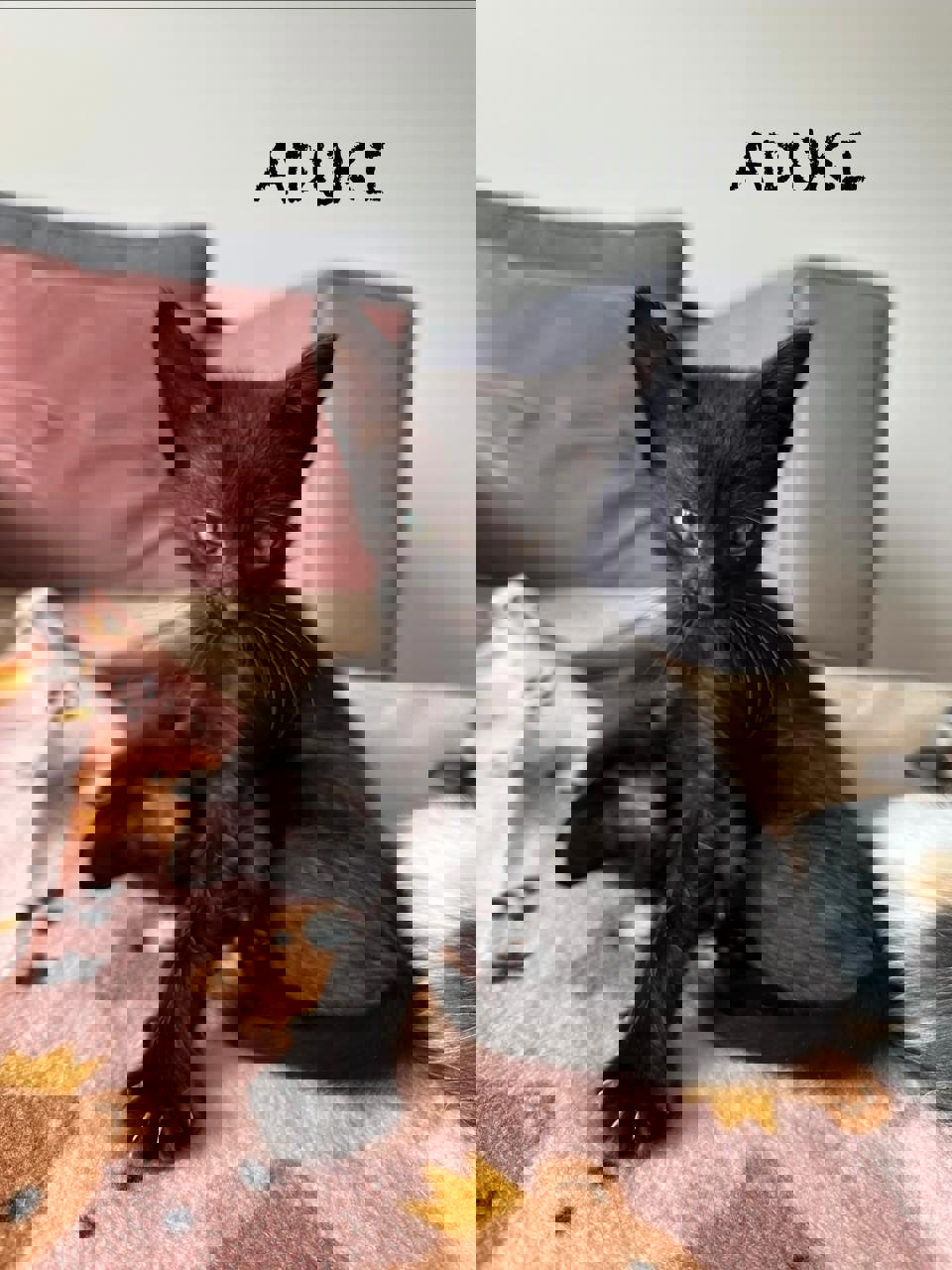 Gato ADUKI en adopción