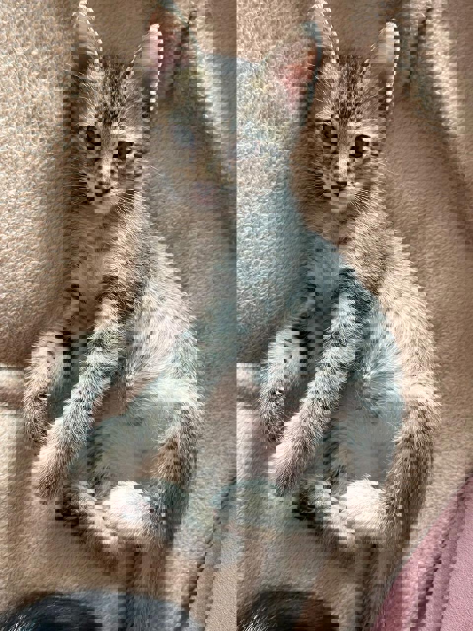 Gato MOMO  en adopción