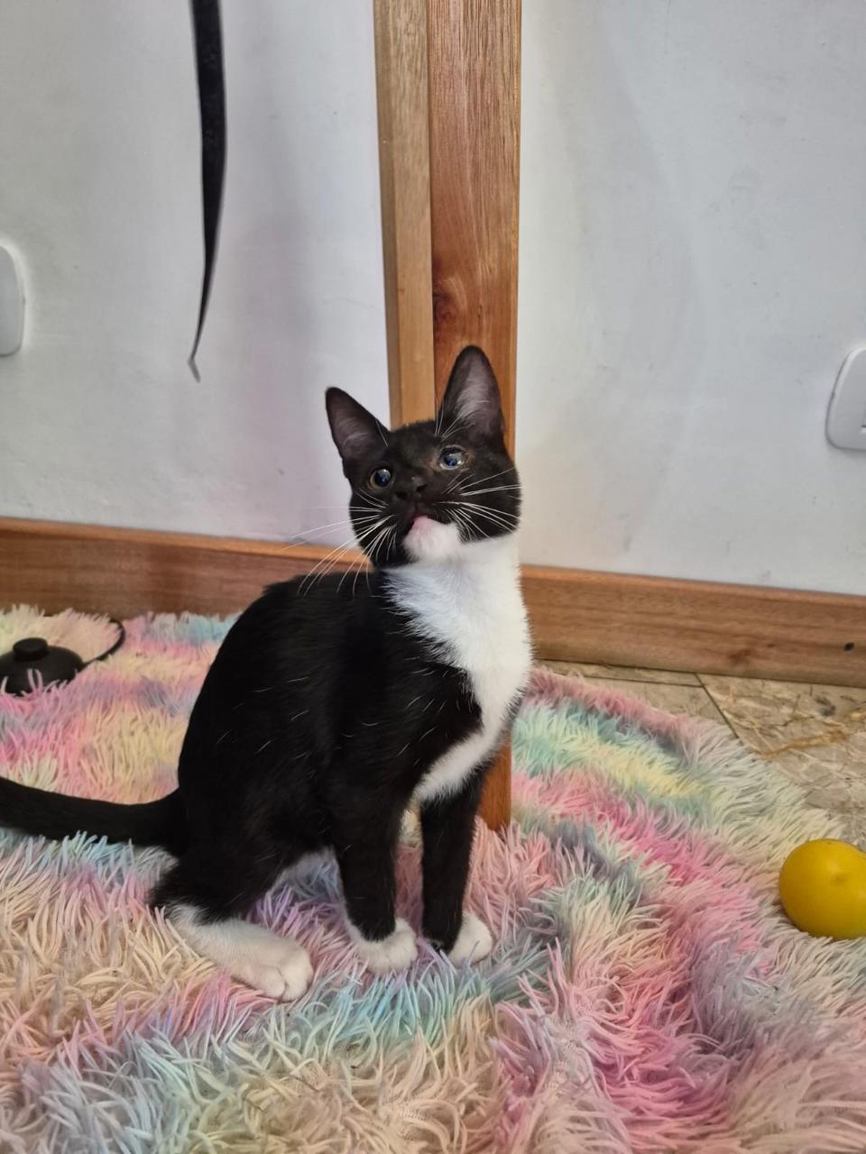 Gato Blanqui en adopción