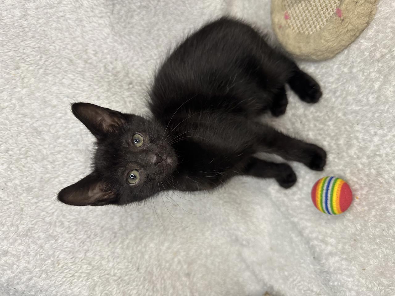 Gato BURKE en adopción