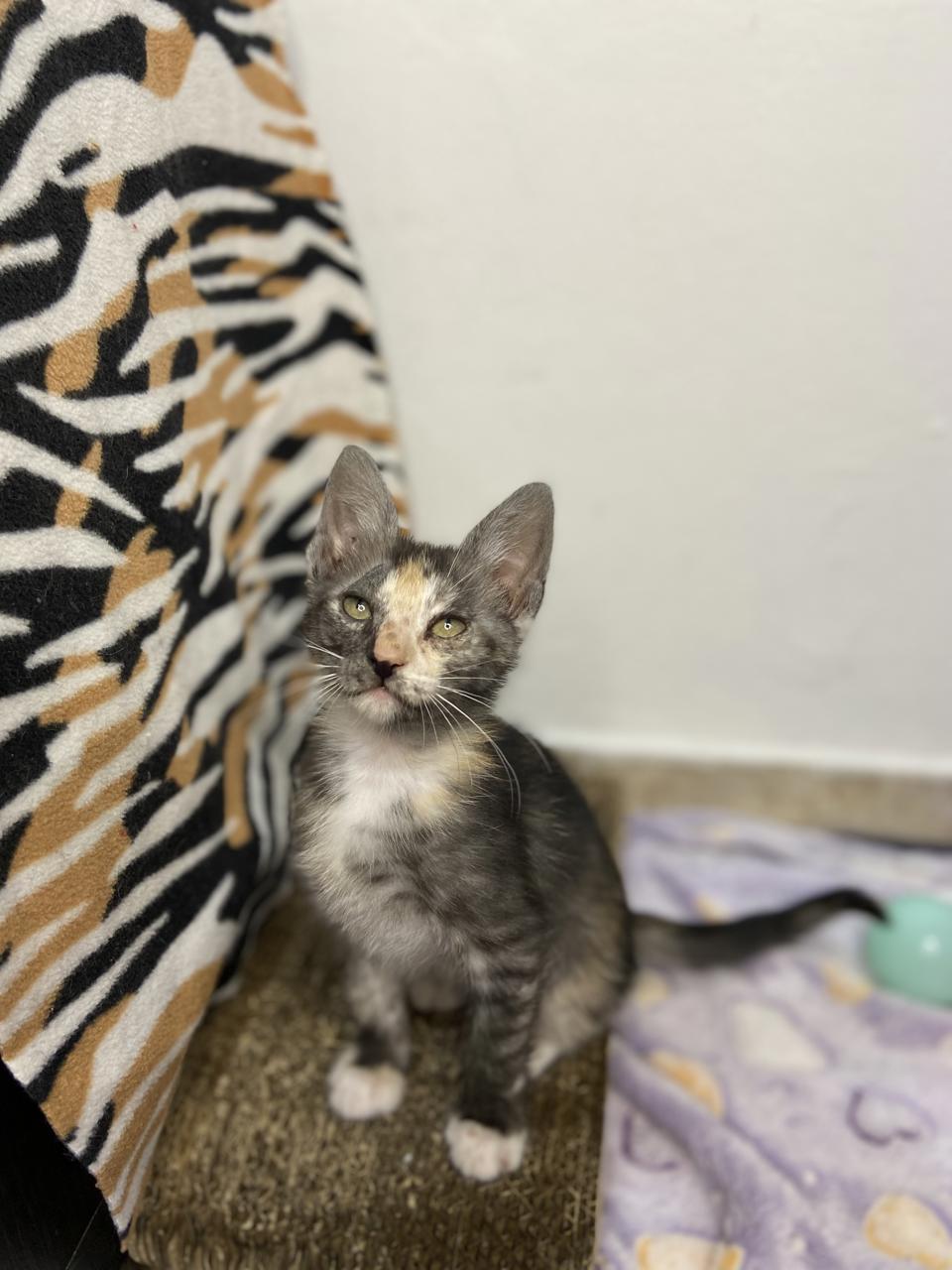 Gato DIANA en adopción