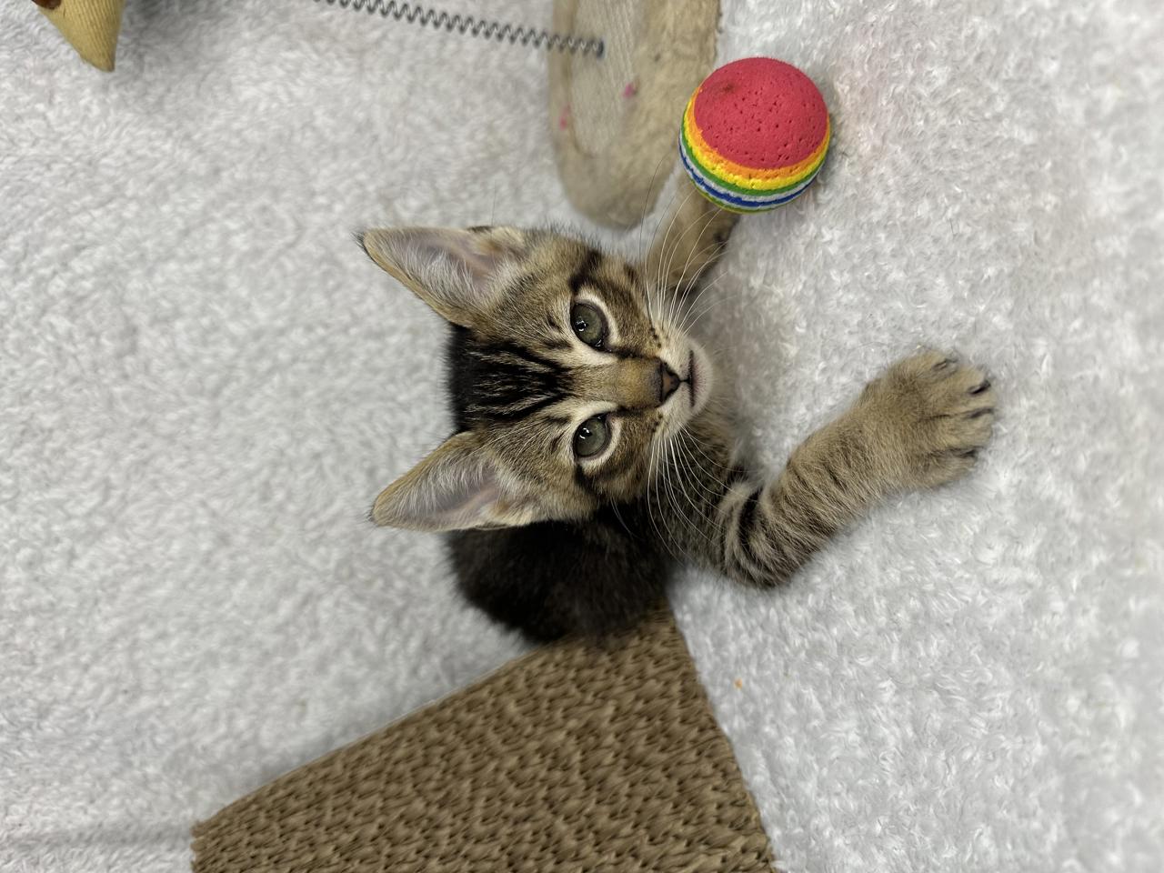 Gato DEREK en adopción