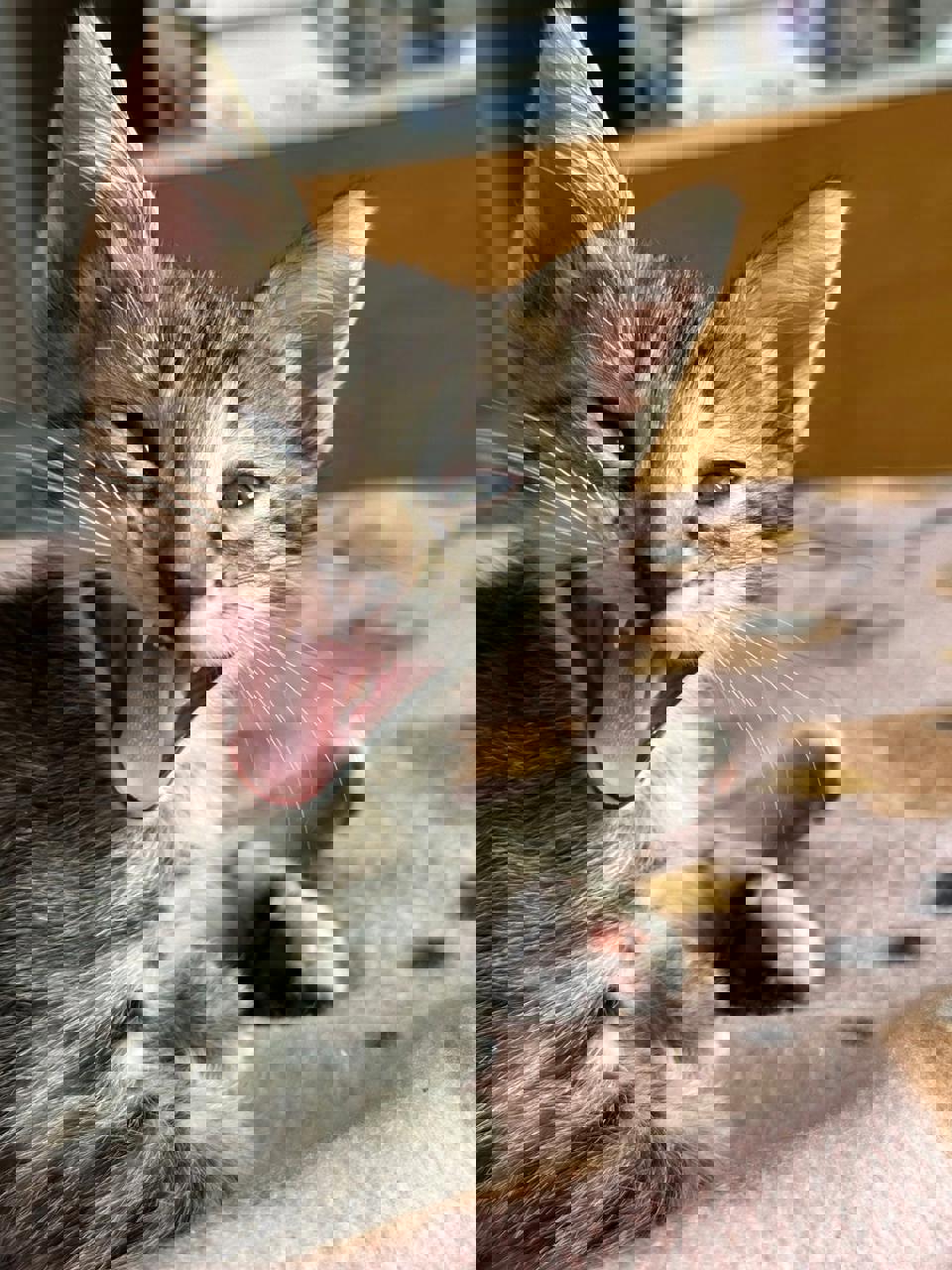 Gato MOMO  en adopción