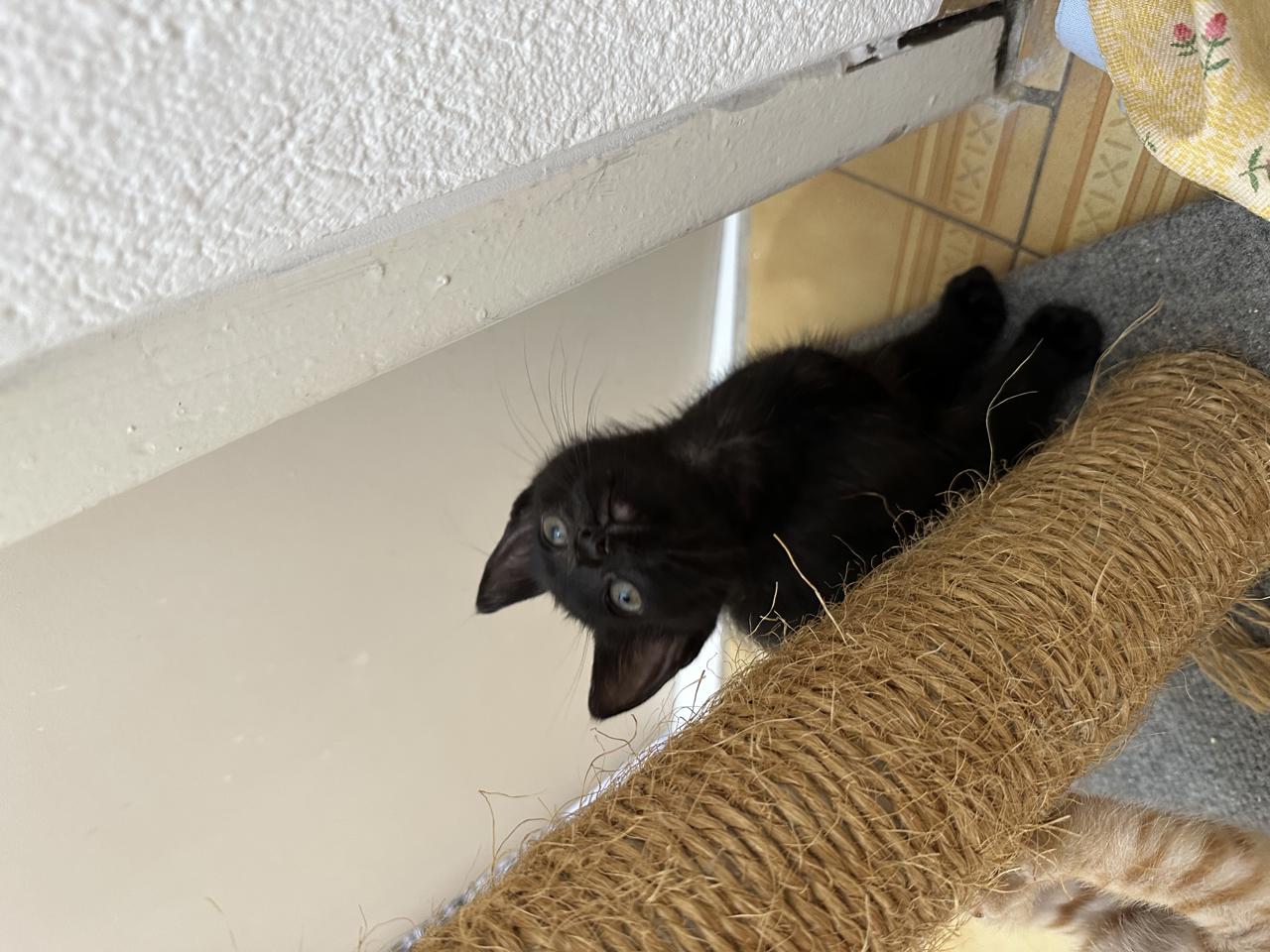 Gato Lucas en adopción