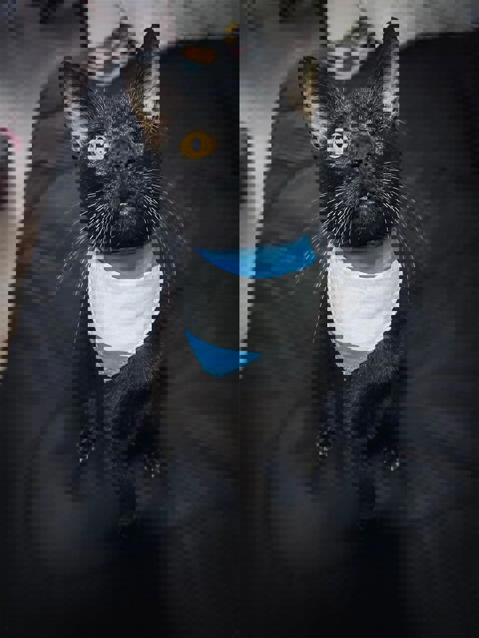 Gato PANTERA en adopción