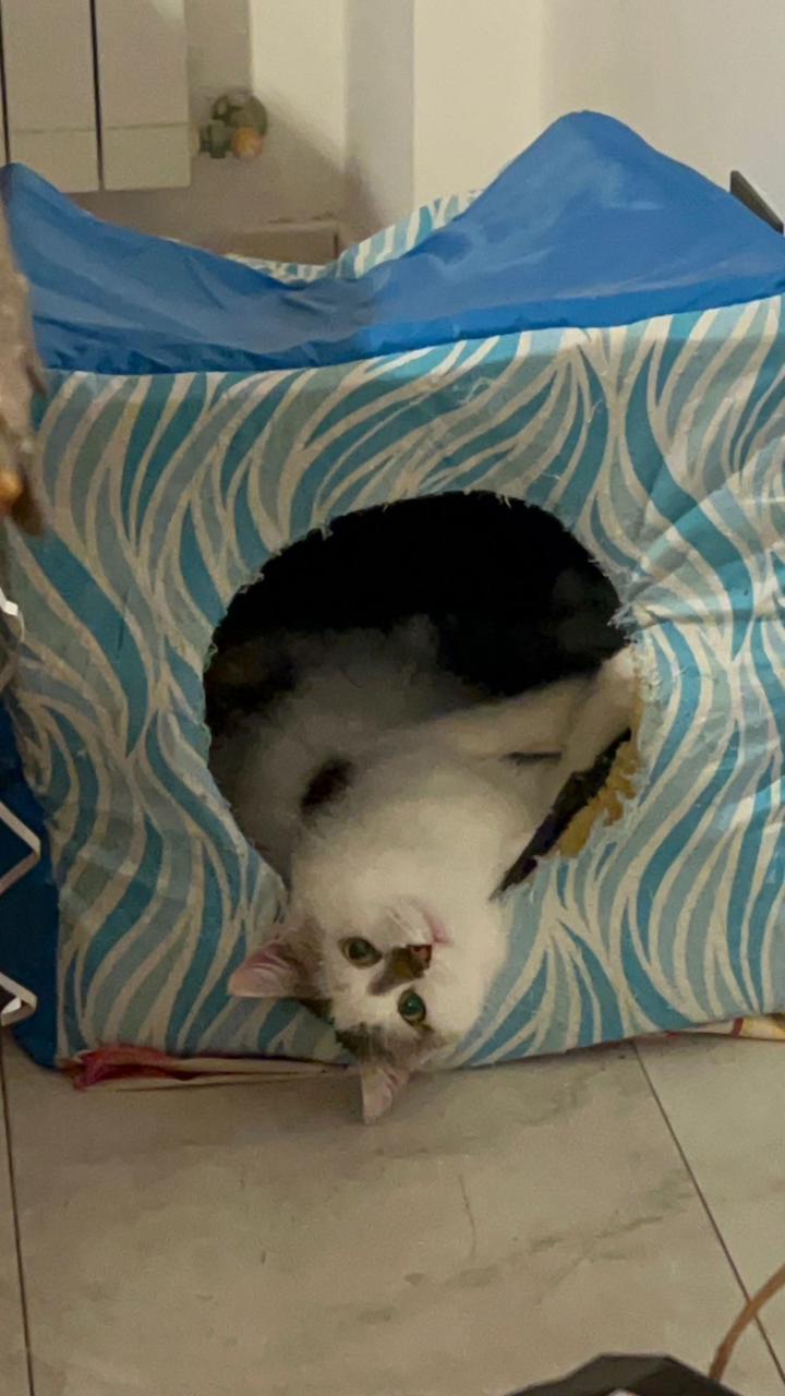 Gato TASHA  en adopción