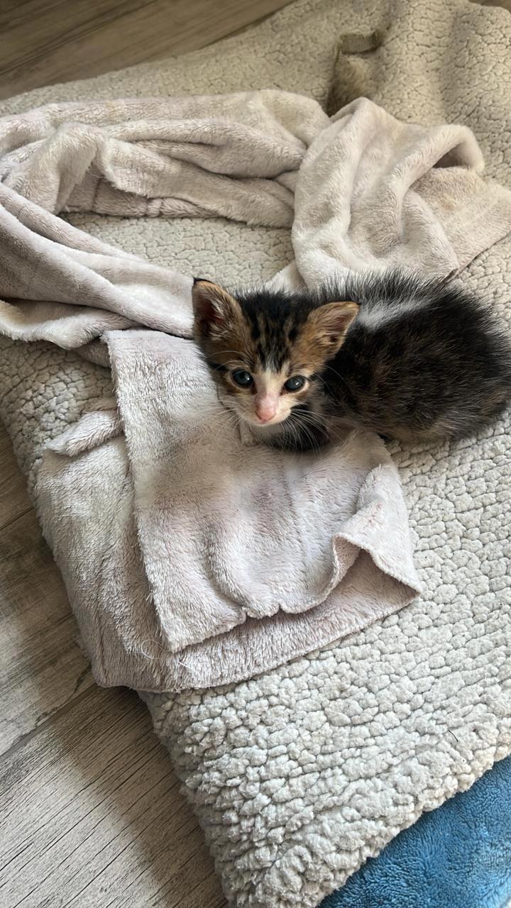 Gato Coco en adopción