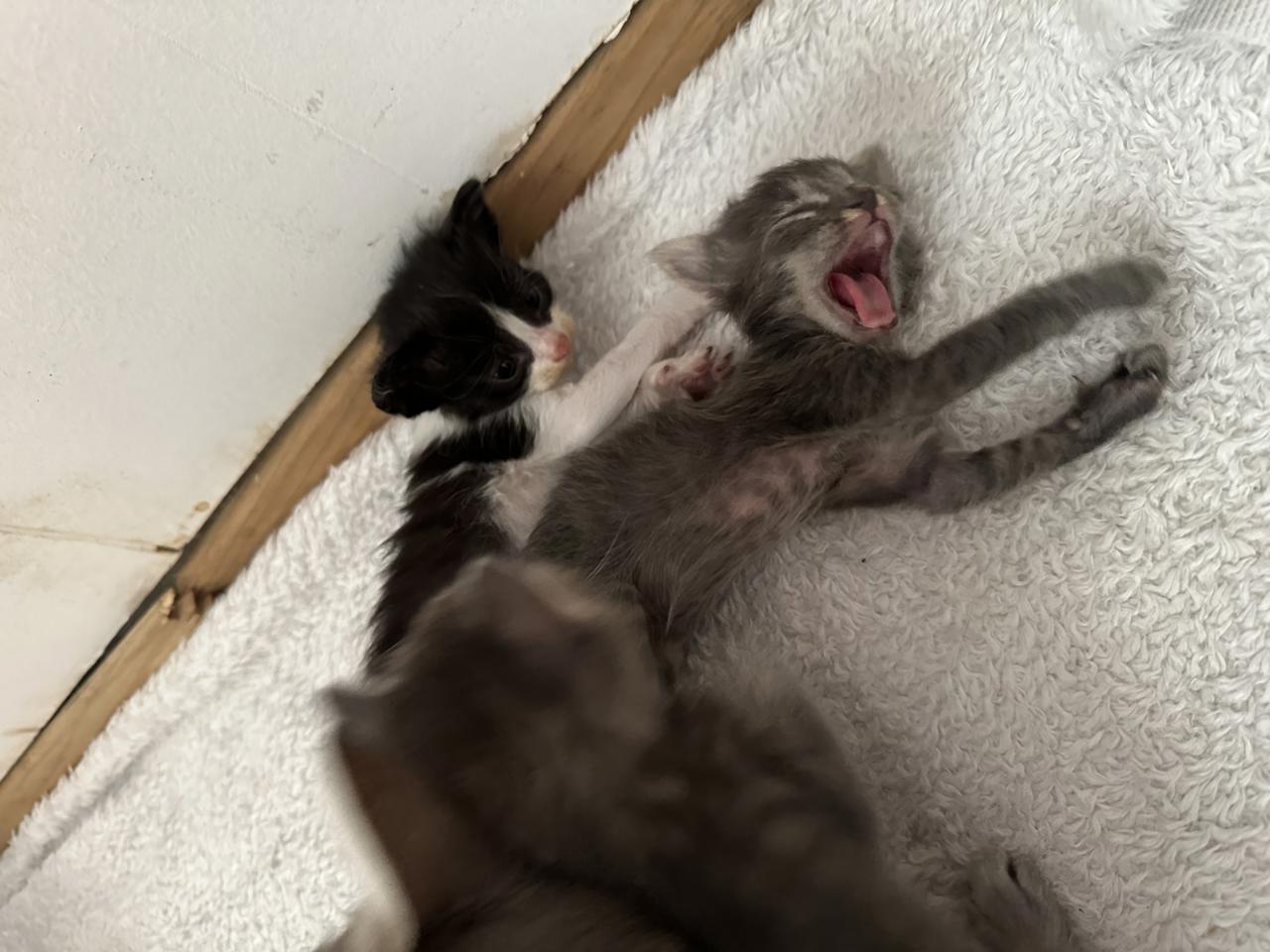 Gato TUK  en adopción