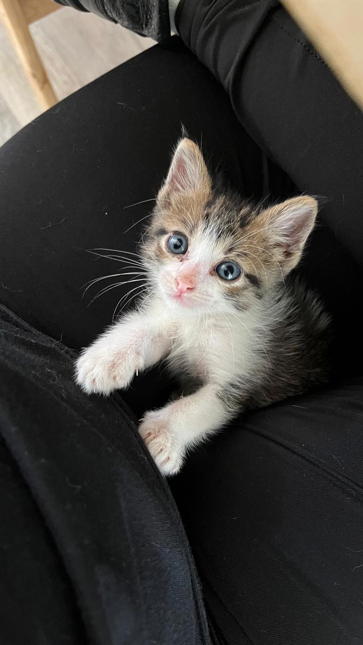 Gato Coco en adopción