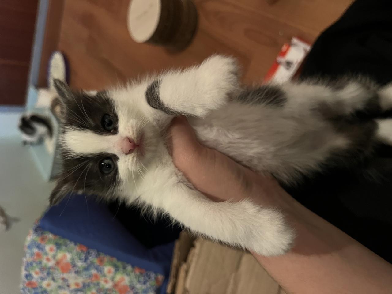 Gato MEL en adopción